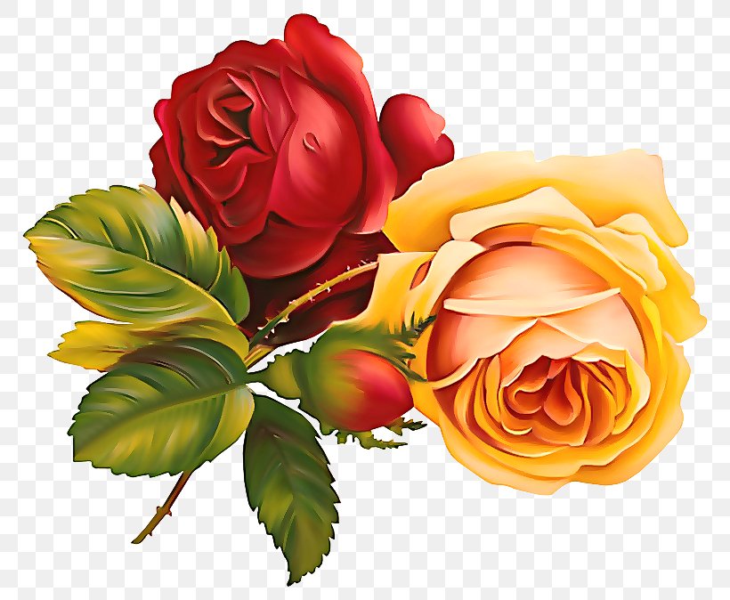 Garden Roses, PNG, 800x674px, Flower, Floribunda, Flowering Plant, Garden Roses, Julia Child Rose Download Free