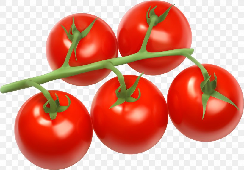 Clip Art Cherry Tomato Bush Tomato Vegetable, PNG, 3361x2355px, Cherry Tomato, Bush Tomato, Cherries, Cherry, Cherry Tomatoes Download Free