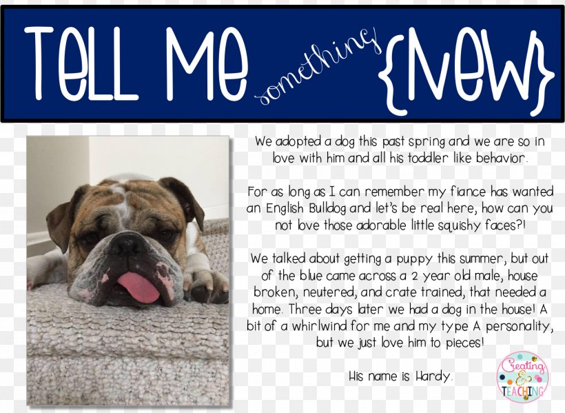 Dog Breed Bulldog Puppy Advertising Snout, PNG, 1512x1106px, Dog Breed, Advertising, Breed, Bulldog, Carnivoran Download Free