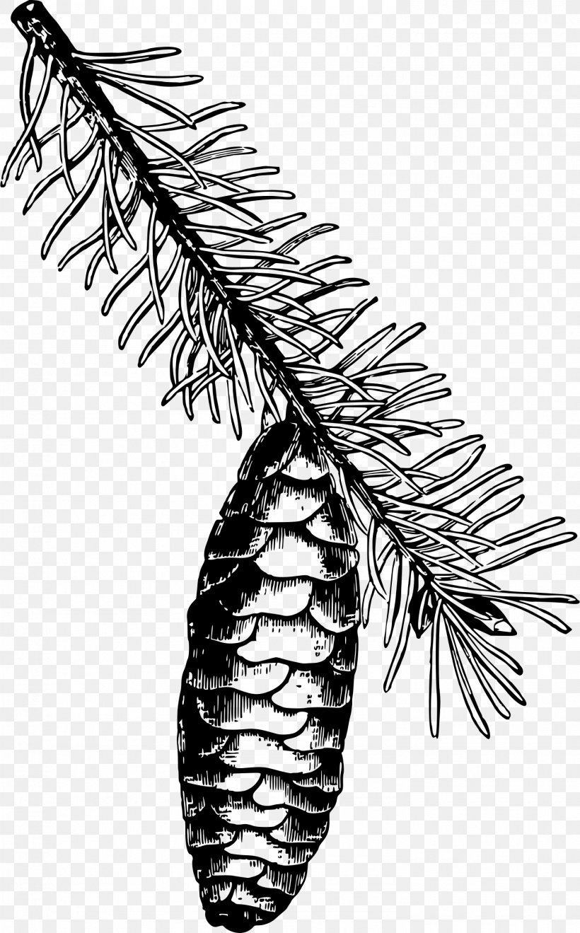 Norway Spruce Sitka Spruce Fir Clip Art, PNG, 1492x2400px, Norway Spruce, Black And White, Branch, Conifer Cone, Drawing Download Free