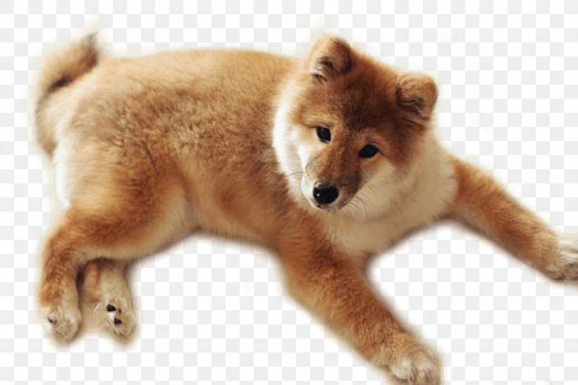 Puppy Golden Retriever Labrador Retriever Clip Art, PNG, 850x567px, Puppy, Akita Inu, Carnivoran, Clipping Path, Companion Dog Download Free