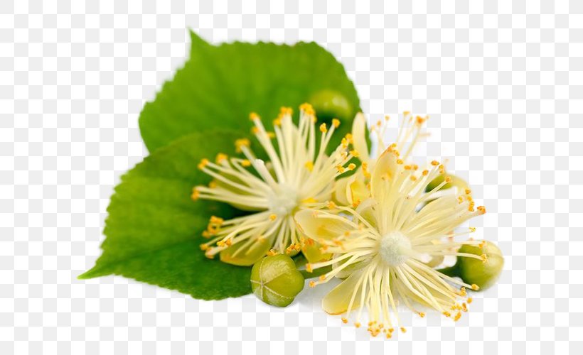 Royalty-free Lindens Stock Photography, PNG, 640x500px, Royaltyfree, Flower, Flowering Plant, Herbal Distillate, Herbal Tea Download Free