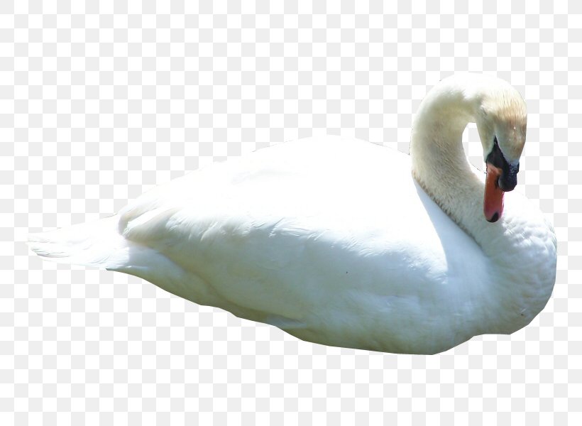 Swan Clip Art, PNG, 800x600px, Bird, Beak, Black Swan, Cygnini, Duck Download Free