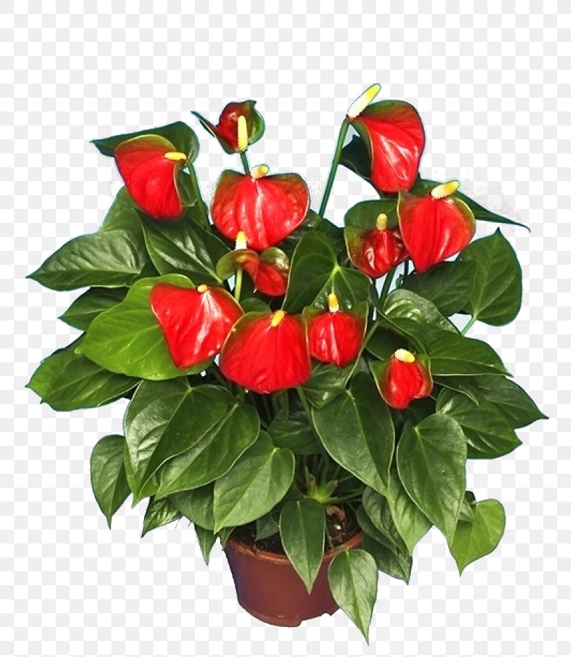 Anthurium Andraeanum Houseplant Flower Shoeblackplant, PNG, 800x943px, Anthurium Andraeanum, Arums, Bell Peppers And Chili Peppers, Chili Pepper, Cut Flowers Download Free