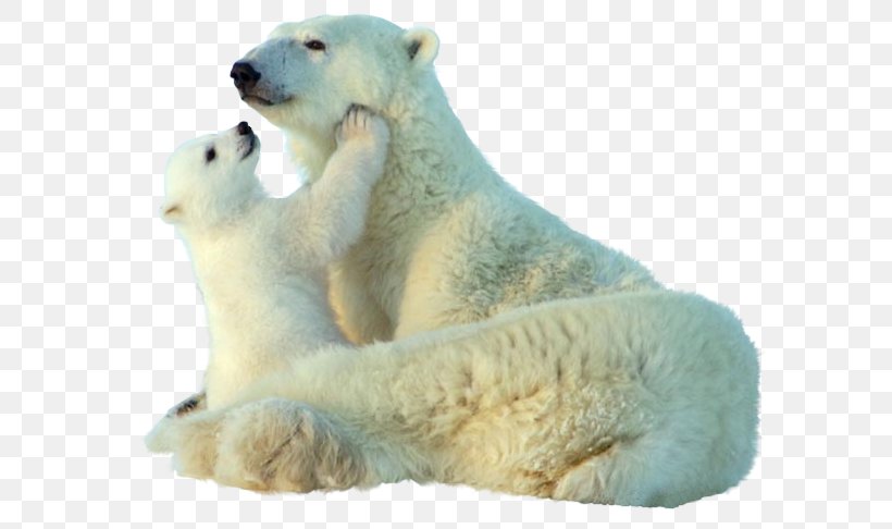 Baby Polar Bear Giant Panda Animal Clip Art, PNG, 618x486px, Polar Bear, Animal, Baby Polar Bear, Bear, Bears Download Free