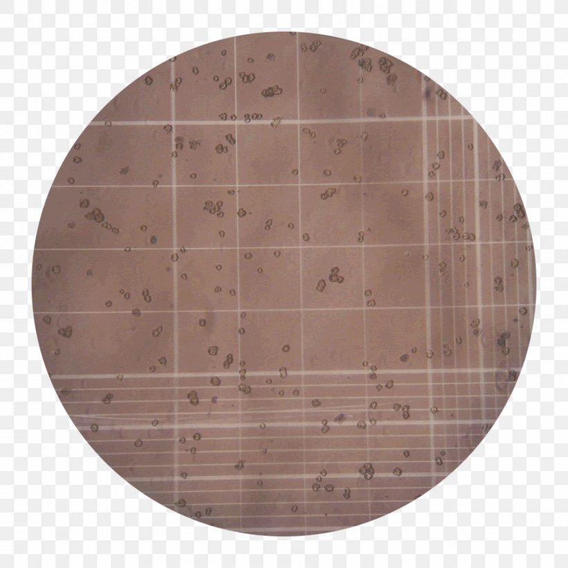 Collagenase Clostridium Histolyticum Cell Tissue Plywood, PNG, 900x900px, Collagenase, Animal, Brown, Cell, Clostridium Download Free