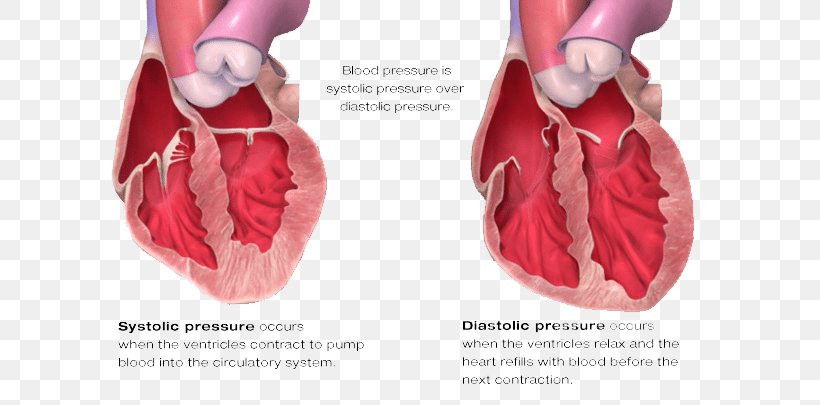 Diastole Blood Pressure Systole Heart, PNG, 720x405px, Watercolor, Cartoon, Flower, Frame, Heart Download Free