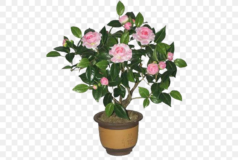 Family Tree Background, PNG, 500x550px, Japanese Camellia, Bonsai, Camellia, Camellia Sasanqua, Chinese Peony Download Free