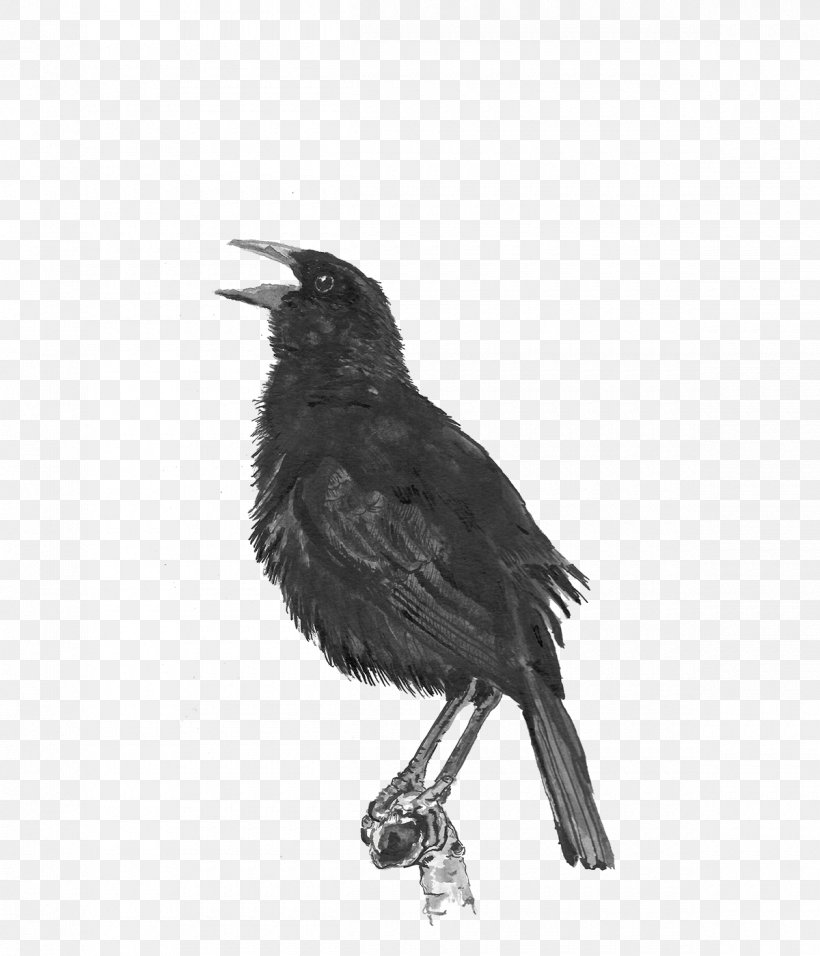 Feather, PNG, 1200x1400px, Bird, Beak, Blackbird, Crow, Crowlike Bird Download Free