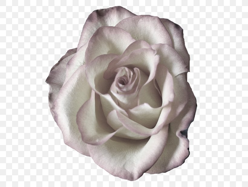 Garden Roses Cabbage Rose Floribunda Cut Flowers Petal, PNG, 600x619px, Garden Roses, Cabbage Rose, Common Lilac, Cut Flowers, Floribunda Download Free