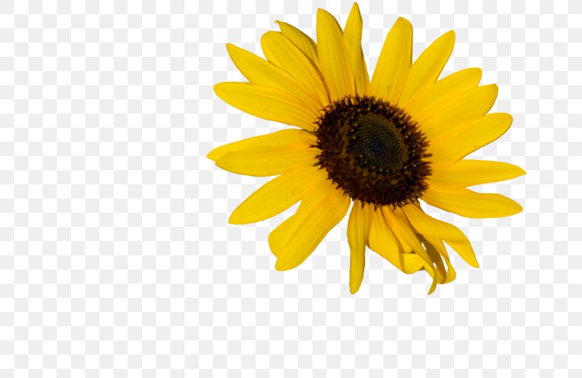 Clip Art Image Sunflower Illustration, PNG, 732x533px, Sunflower, Annual Plant, Art, Asterales, Cuisine Download Free