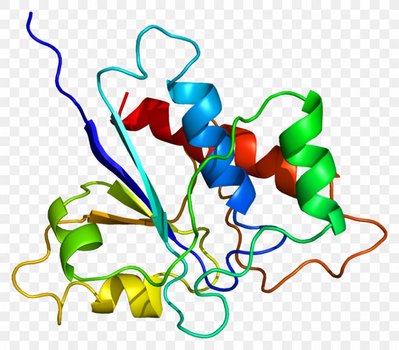 Protein Phosphatase ACP1 Enzyme, PNG, 863x757px, Watercolor, Cartoon, Flower, Frame, Heart Download Free