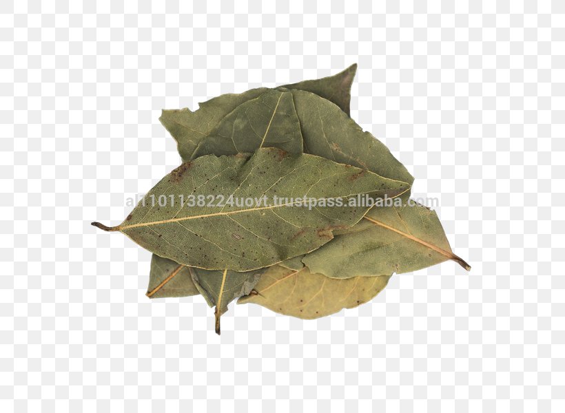 Bay Leaf Cooking Spice Mediterranean Cuisine Condiment, PNG, 600x600px, Bay Leaf, Bay Laurel, Condiment, Cooking, Cuisine Download Free