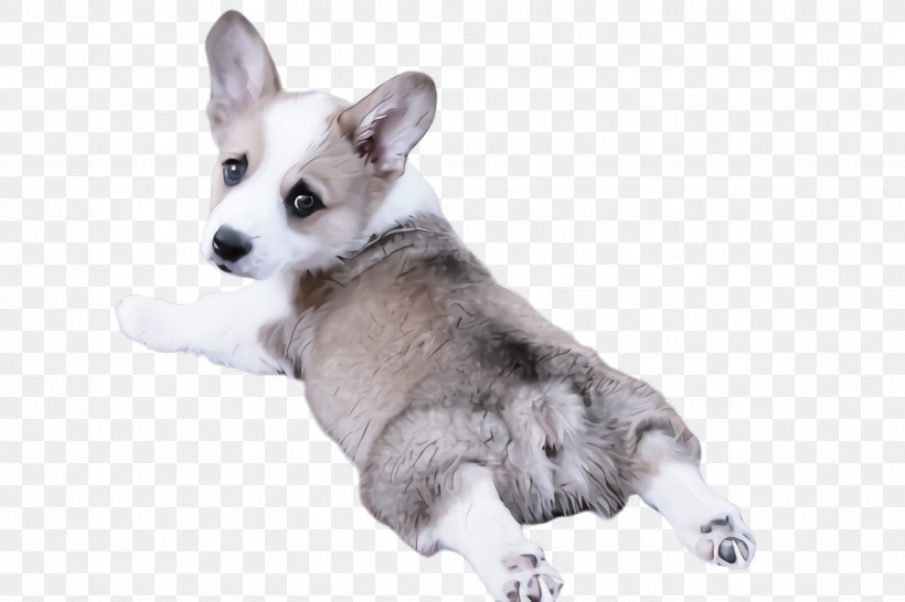 Dog Pembroke Welsh Corgi Siberian Husky Puppy Snout, PNG, 2448x1632px, Dog, Pembroke Welsh Corgi, Puppy, Siberian Husky, Snout Download Free