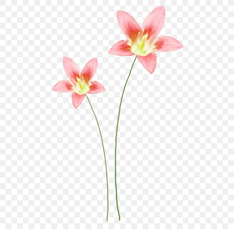 Floral Design Watercolor Painting Clip Art, PNG, 510x800px, Floral Design, Amaryllis Belladonna, Flora, Floristry, Flower Download Free