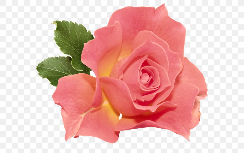 Rose Flower Orange Clip Art, PNG, 600x515px, Rose, China Rose, Color, Coral, Cut Flowers Download Free