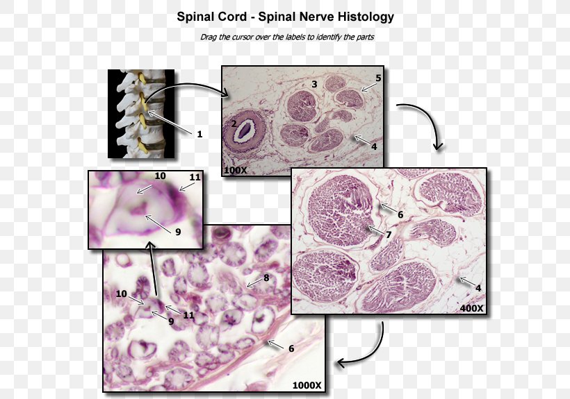 Violet Lilac Lavender Purple Spinal Nerve, PNG, 600x575px, Violet, Histology, Intervertebral Foramen, Lavender, Lilac Download Free