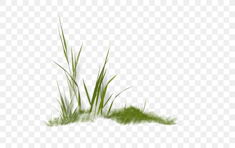 Clip Art, PNG, 564x517px, Scrapbooking, Grass, Grass Family, Green, Leaf Download Free