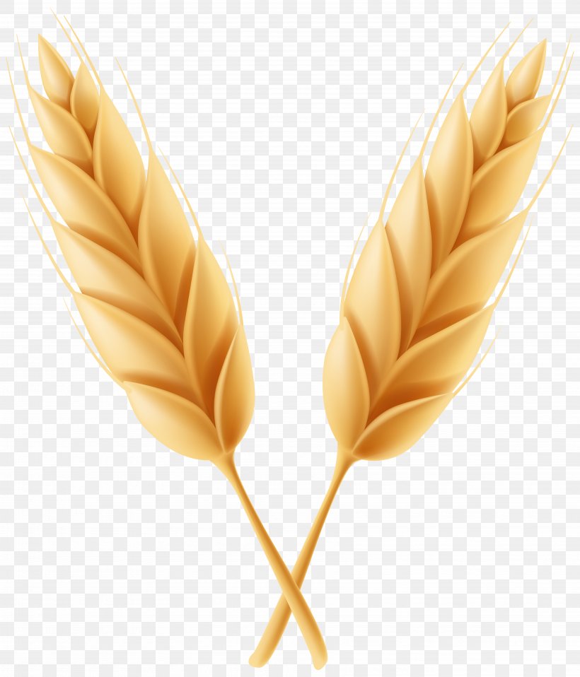 Clip Art Image Vector Graphics Illustration, PNG, 6841x8000px, Wheat, Art Museum, Barley, Commodity, Grass Family Download Free