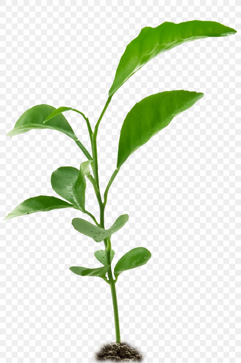 Plants Photography White Oak Seedling Image, PNG, 1000x1510px, Plants, Branch, Flowerpot, Green, Herb Download Free