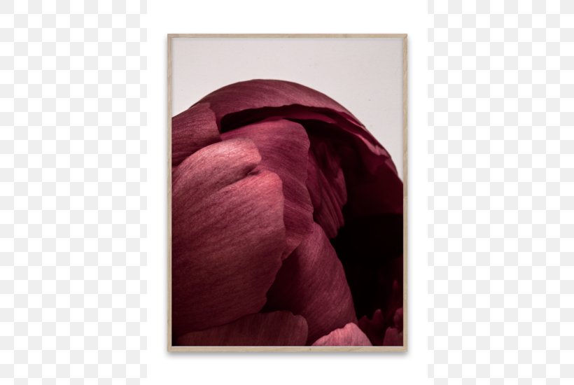 Poster Paper Photography Printmaking, PNG, 550x550px, Poster, Art, Flower, Interior Design Services, Magenta Download Free