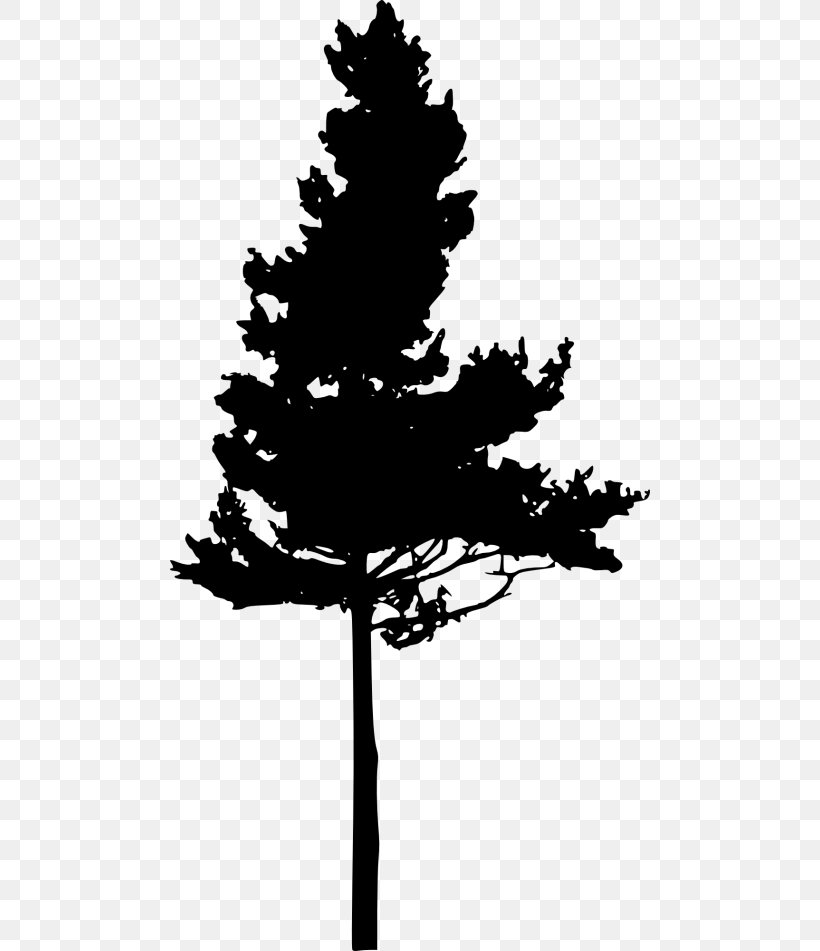Silhouette Eastern White Pine Pinus Nigra Tree, PNG, 480x951px, Silhouette, Black And White, Branch, Conifer, Drawing Download Free