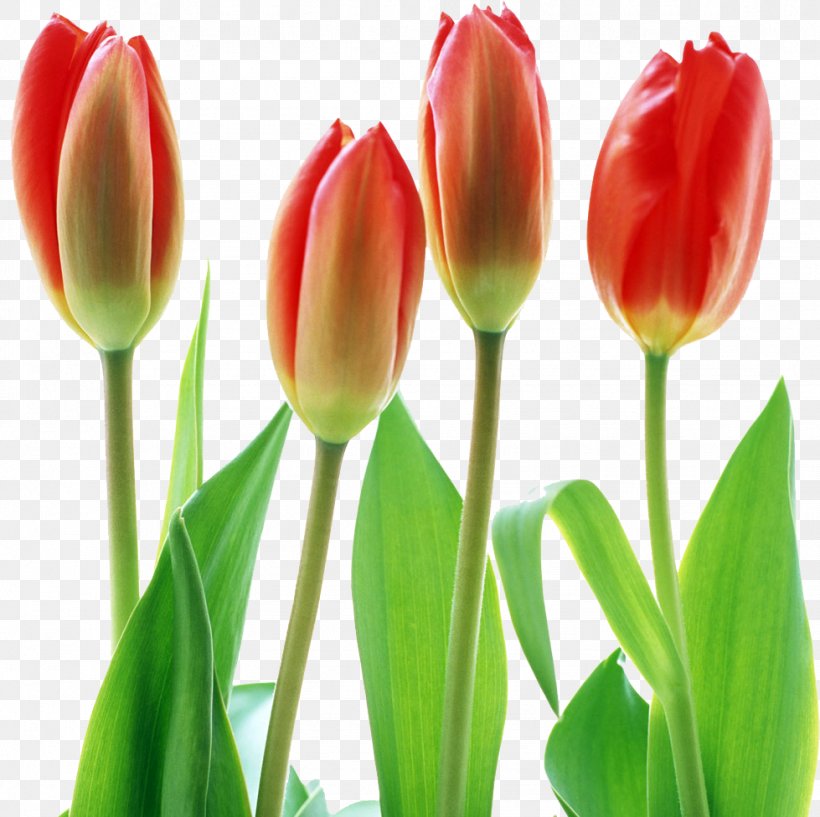 Tulip Flower Desktop Wallpaper Clip Art, PNG, 979x976px, Tulip, Bud, Color, Cut Flowers, Flower Download Free