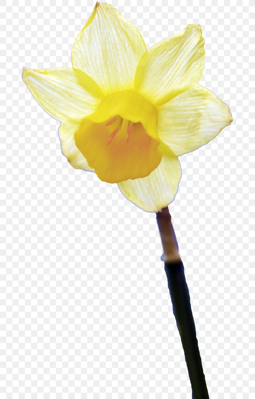 Amaryllis Belladonna Narcissus Flower Petal Plant Stem, PNG, 681x1280px, Amaryllis Belladonna, Amaryllis, Amaryllis Family, Belladonna, Family Download Free