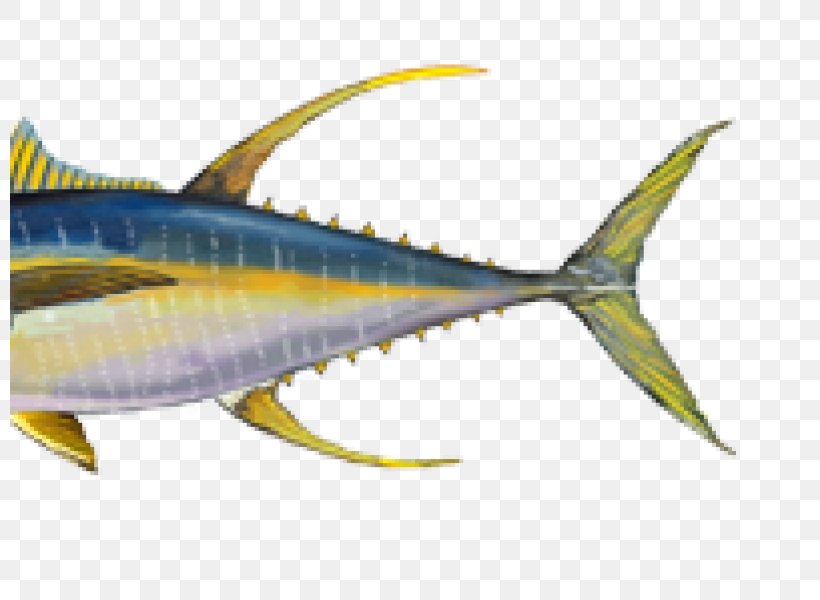 Bigeye Tuna Yellowfin Tuna Atlantic Bluefin Tuna Skipjack Tuna Fish, PNG, 800x600px, Bigeye Tuna, Albacore, Atlantic Blue Marlin, Atlantic Bluefin Tuna, Bonyfish Download Free