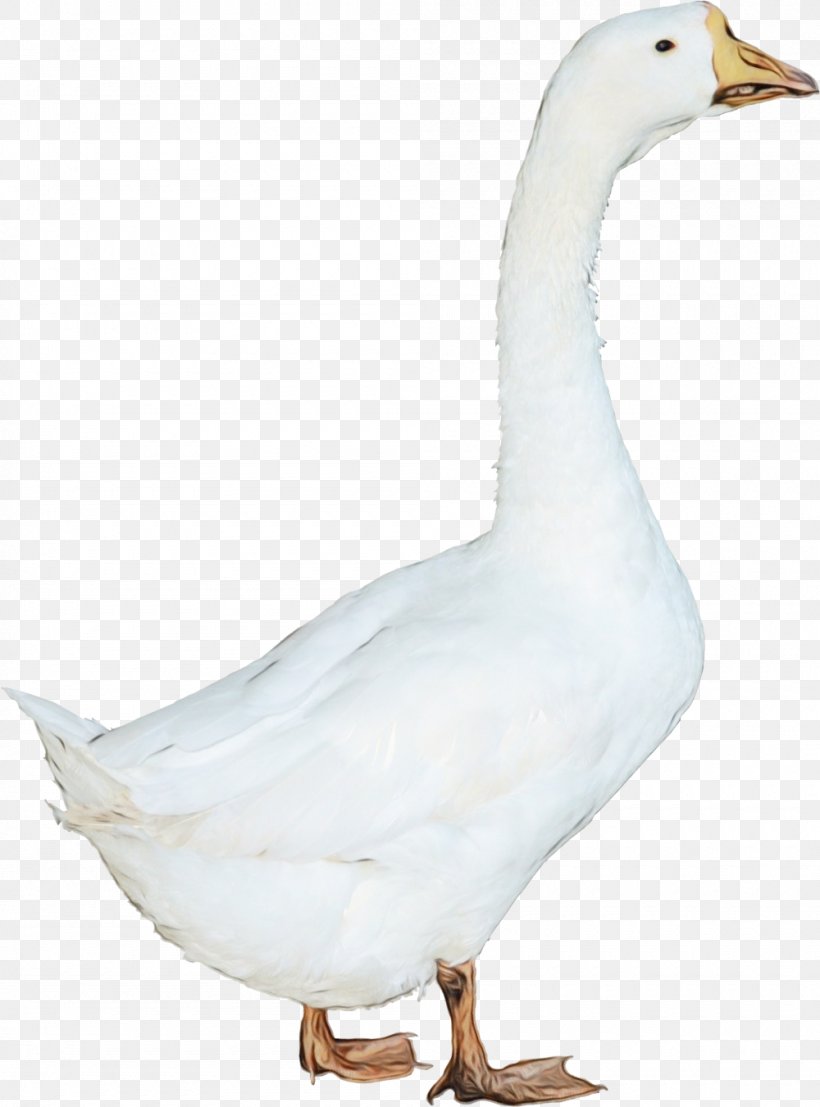 Bird Water Bird Goose Duck Beak, PNG, 1000x1351px, Watercolor, Beak, Bird, Duck, Ducks Geese And Swans Download Free