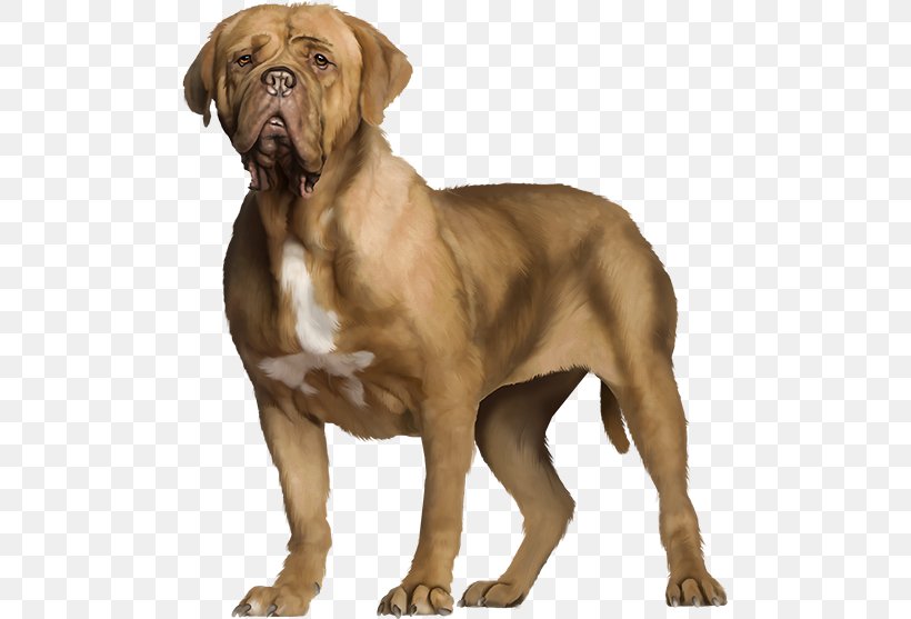 Dogue De Bordeaux Beagle Dog Breed Golden Retriever, PNG, 491x557px, Dogue De Bordeaux, American Kennel Club, Ancient Dog Breeds, Animal, Beagle Download Free