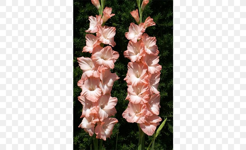 Gladiolus Flower Iridaceae Plant Lilium, PNG, 500x500px, Gladiolus, Broomrape, Bulb, Corm, Cut Flowers Download Free
