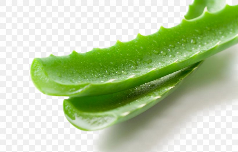 Aloe Vera Water Drop Facial, PNG, 1024x654px, Aloe Vera, Aloe, Bamboo, Close Up, Drop Download Free