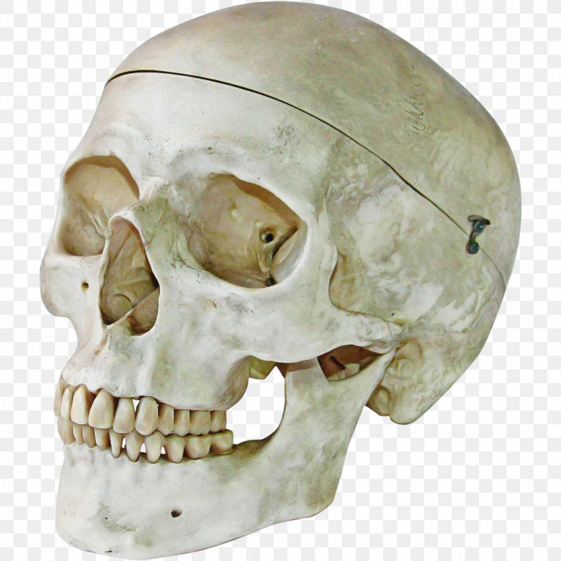 Bone Skull Jaw Head Skeleton, PNG, 1910x1910px, Bone, Ear, Head, Jaw, Mouth Download Free