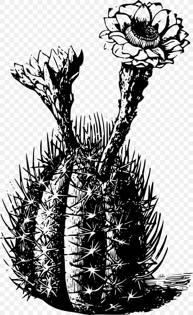 Cactaceae Plant Thorns, Spines, And Prickles, PNG, 1469x2400px, Cactaceae, Black And White, Branch, Flora, Flower Download Free