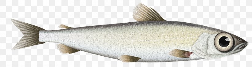 Milkfish Common Carp Freshwater Fish, PNG, 987x264px, Milkfish, Animal, Animal Figure, Bony Fish, Carp Download Free
