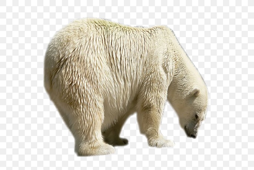 Polar Bear Brown Bear Painting, PNG, 600x550px, Polar Bear, Animal, Animal Figure, Bear, Brown Bear Download Free