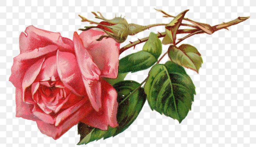 Rose Flower Clip Art, PNG, 800x471px, Rose, Artificial Flower, Color, Cut Flowers, Digital Image Download Free