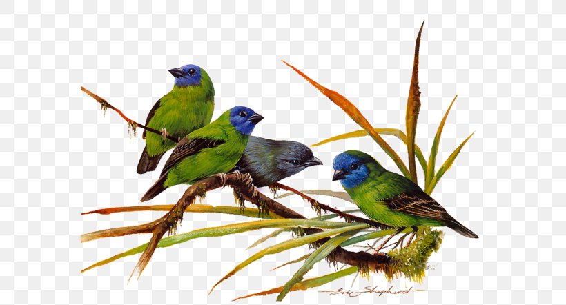 Birds Of Asia Green Paint By Number Color, PNG, 600x442px, Bird, Animal, Artikel, Beak, Birds Of Asia Download Free