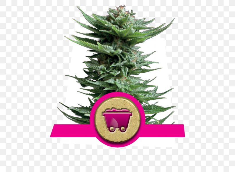 Haze Cannabis Sativa Seed Skunk, PNG, 600x600px, Watercolor, Cartoon, Flower, Frame, Heart Download Free
