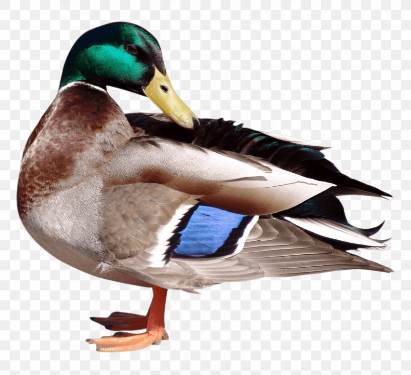 Mallard Duck Clip Art Image, PNG, 850x777px, Mallard, Autocad Dxf, Beak, Bird, Coreldraw Download Free