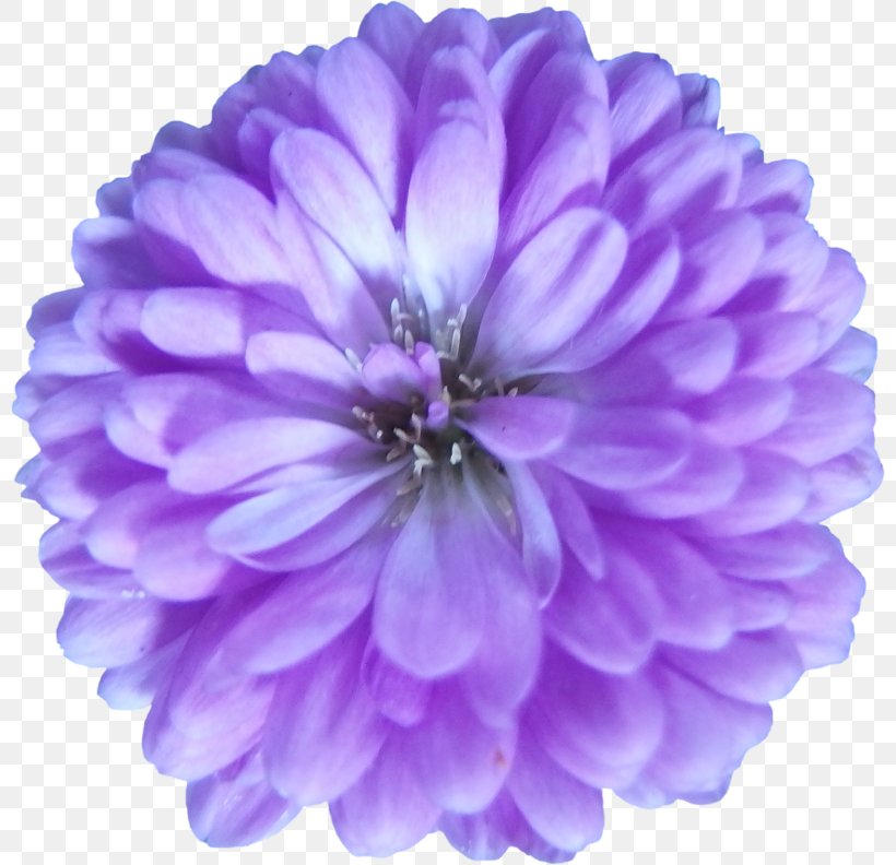 Purple Flower Violet Lilac Petal, PNG, 800x792px, Purple, Annual Plant, Aster, Bhaag Milkha Bhaag, Carmine Download Free
