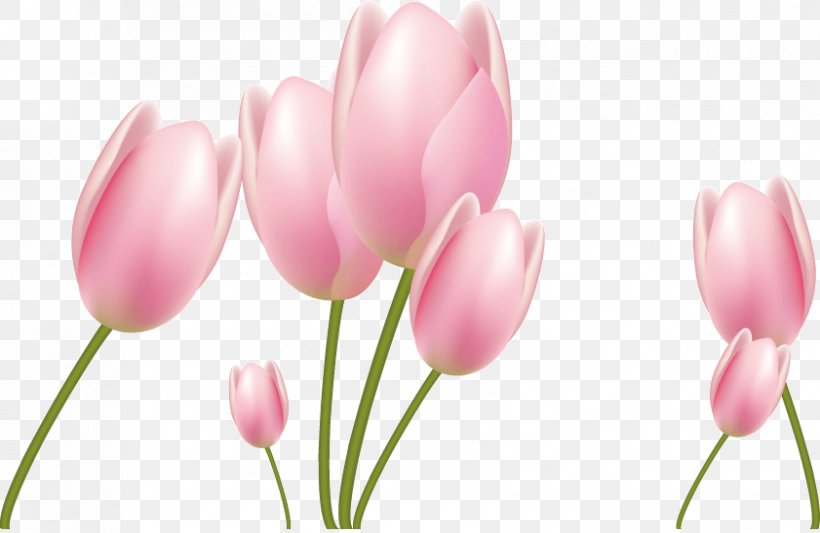 Tulip Flower Euclidean Vector, PNG, 841x547px, Tulip, Flower, Flowering Plant, Lily Family, Petal Download Free