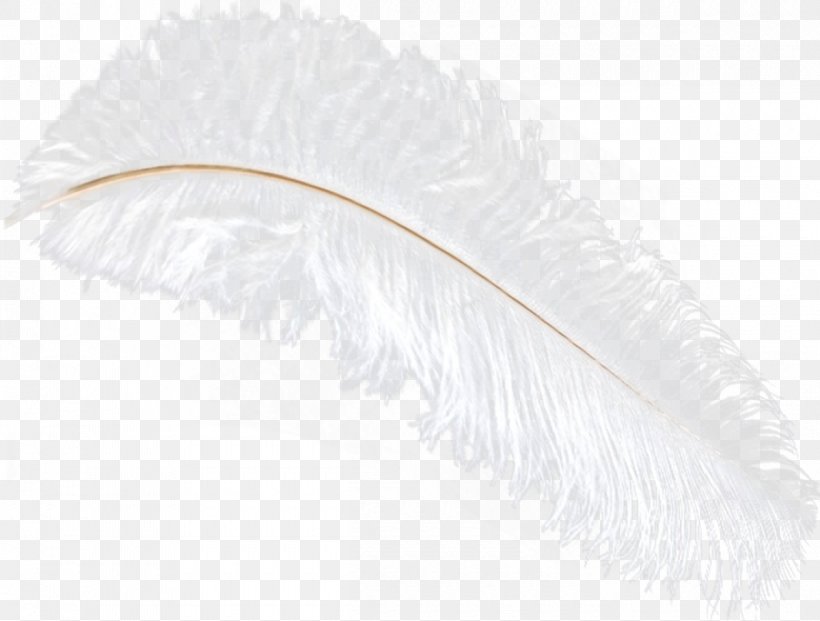 Feather Quill, PNG, 1200x909px, Feather, Quill, White, Wing Download Free