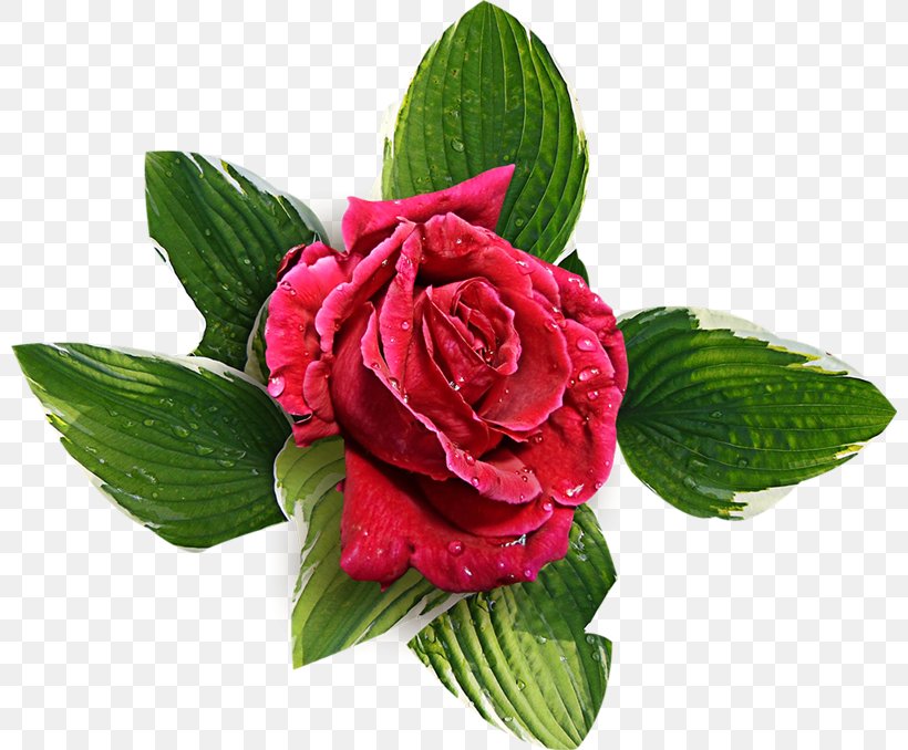 Flower Desktop Wallpaper Clip Art, PNG, 800x678px, Flower, Cut Flowers, Flowering Plant, Garden Roses, Herbaceous Plant Download Free