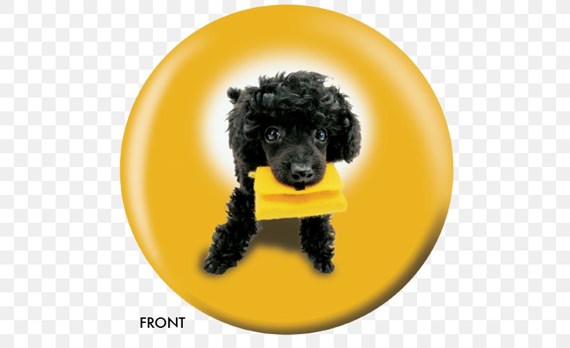 Miniature Poodle Standard Poodle Spanish Water Dog Schnoodle, PNG, 500x500px, Poodle, Ball, Barbet, Barbet Dog, Bowling Download Free