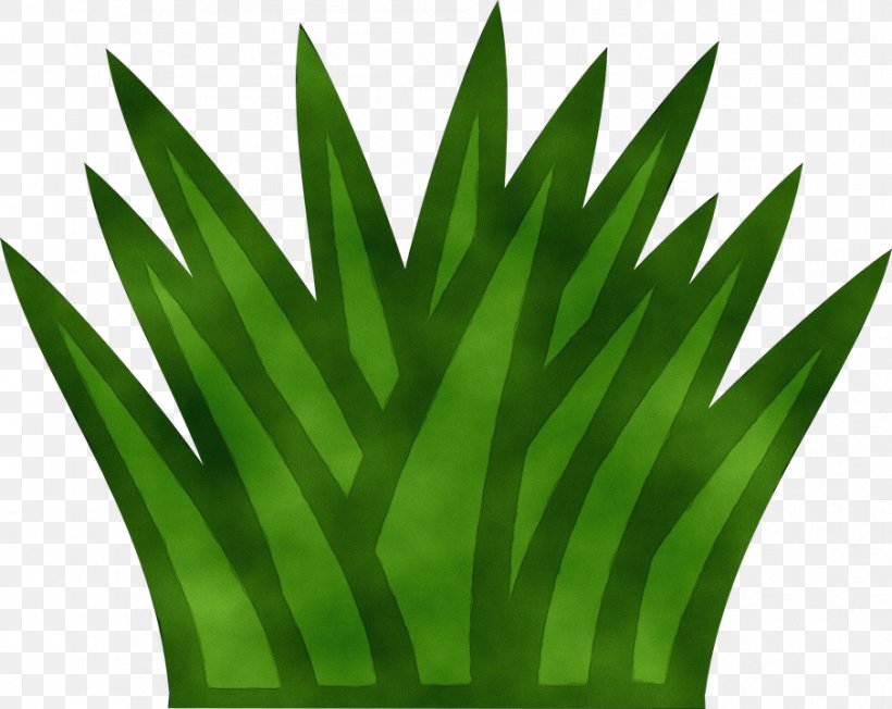 Palm Tree Drawing, PNG, 905x720px, Watercolor, Arecales, Banana Leaf, Drawing, Flower Download Free