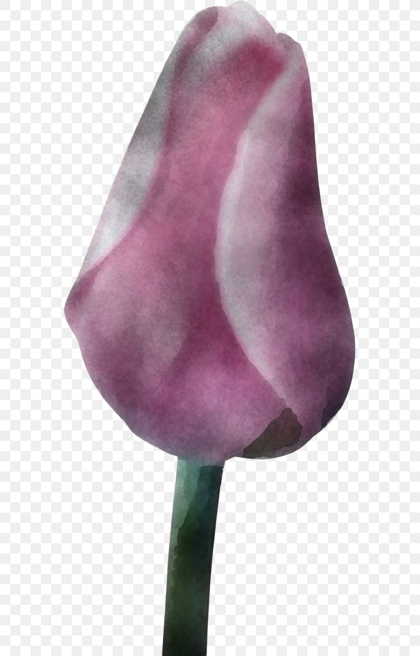 Purple Violet Tulip Flower Nose, PNG, 569x1280px, Purple, Flower, Lily Family, Magenta, Nose Download Free