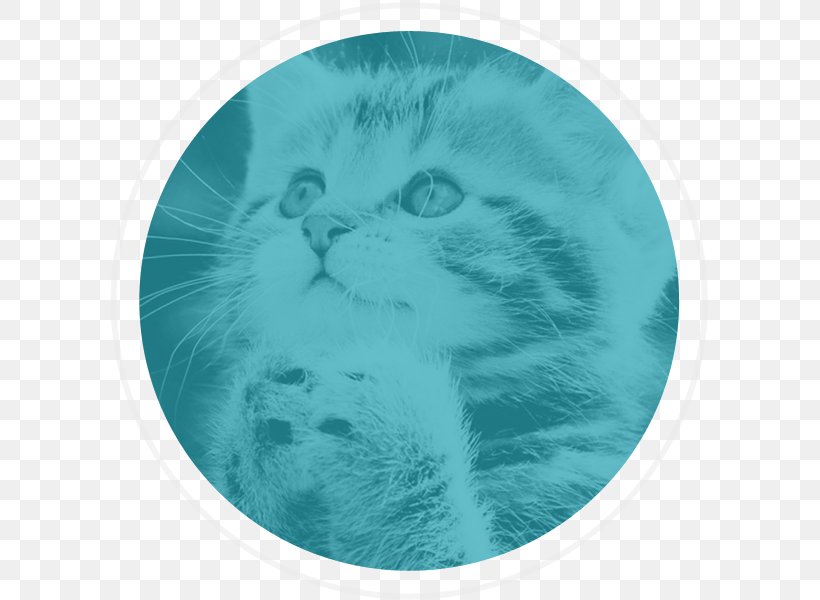 Religion Kitten Belief God Faith, PNG, 600x600px, Religion, Aqua, Belief, Bible, Born Again Download Free