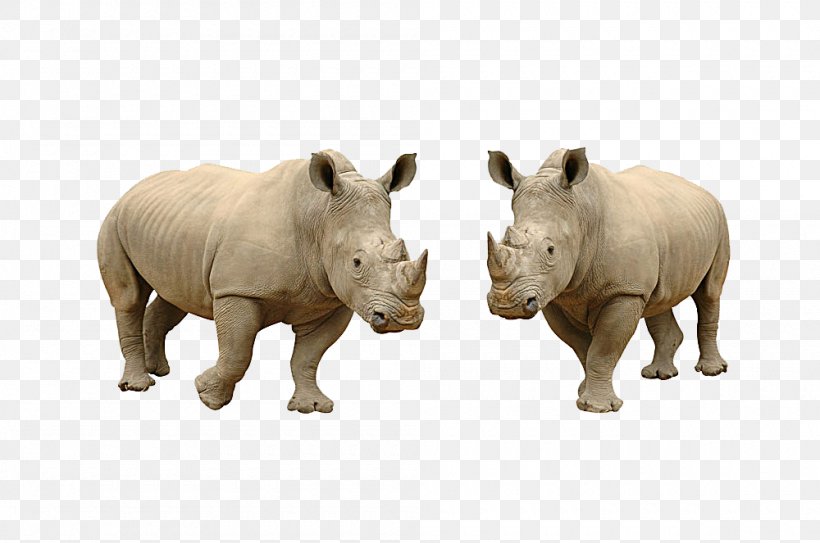 Rhinoceros Stock Photography Download, PNG, 1000x663px, Rhinoceros, Fauna, Line Art, Photography, Pixel Art Download Free